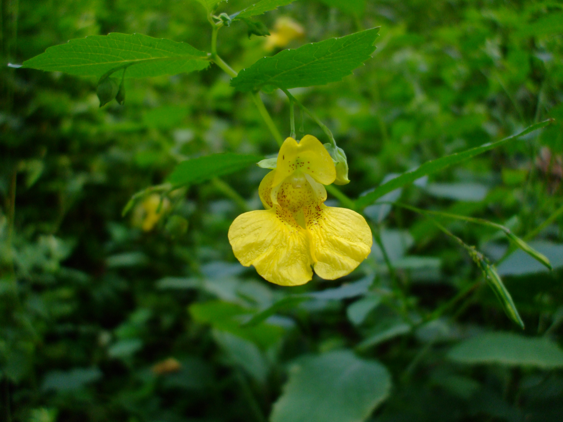 Impatiens pallida